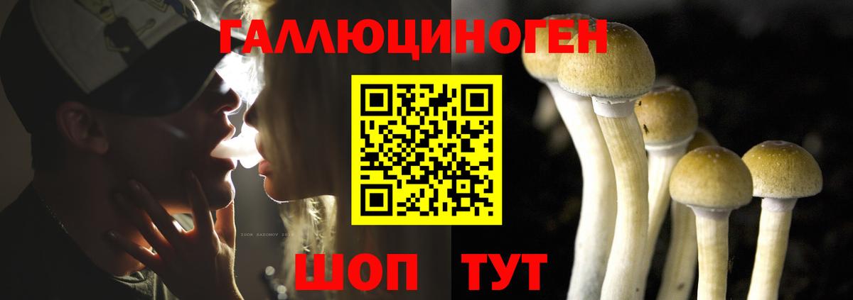 Волхов  Псилоцибиновые грибы Psilocybine cubensis  Вход с VPN 